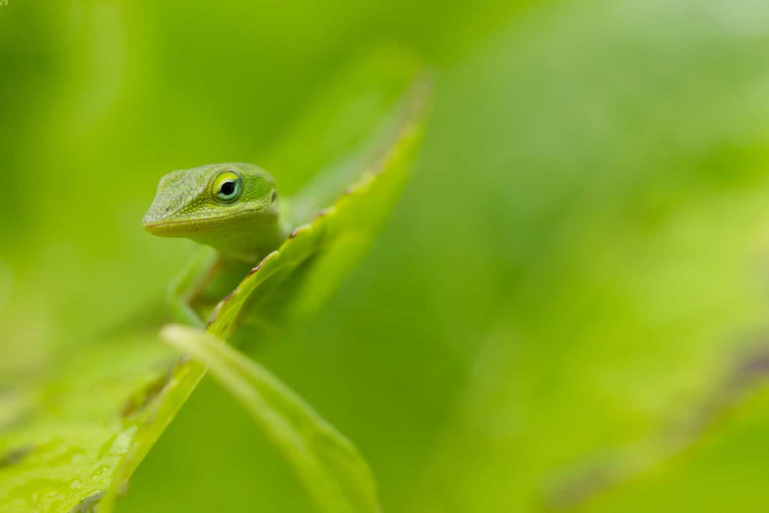 Anole Lizard Behavior and Care