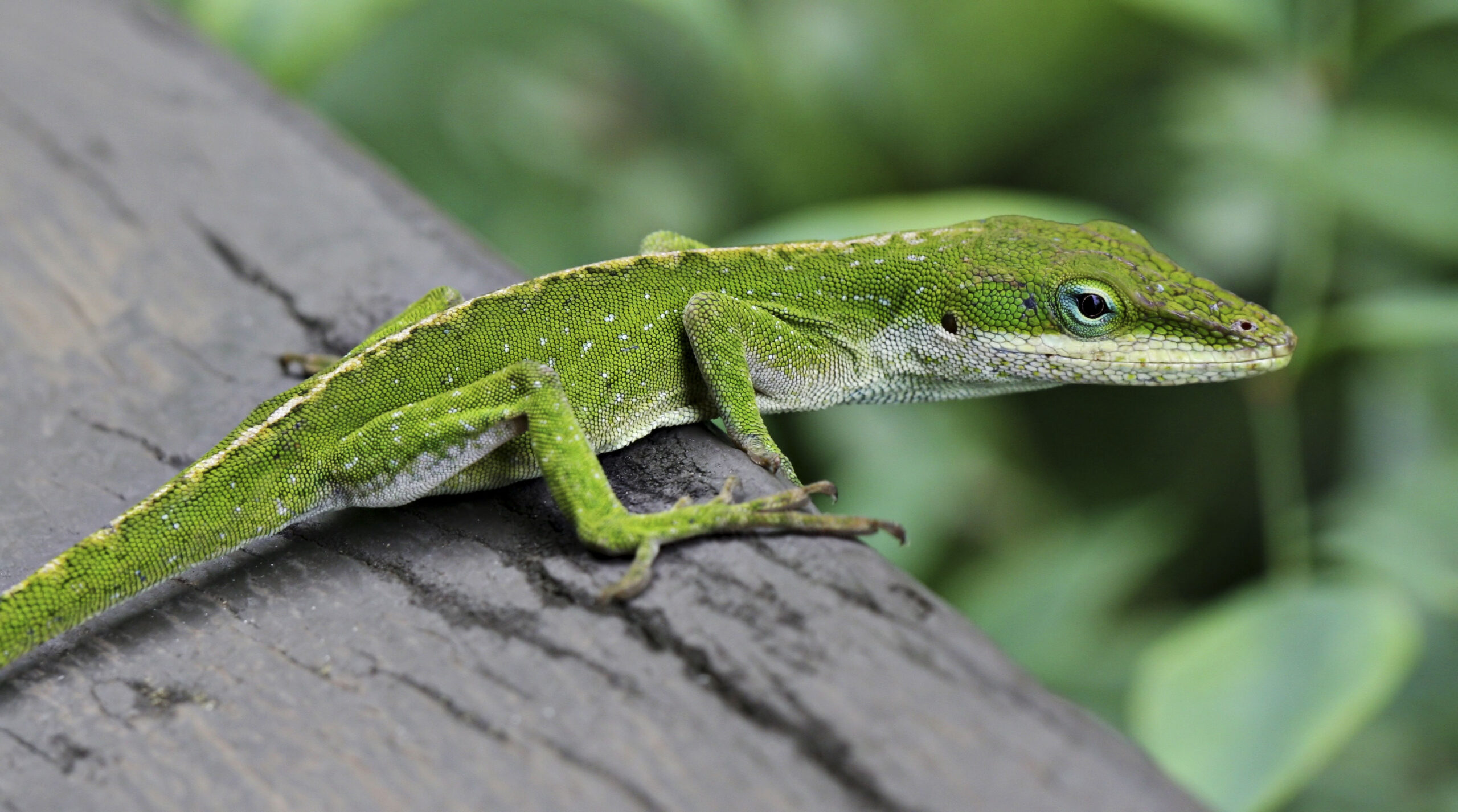 Anole_Lizard_Hilo_Hawaii_edit