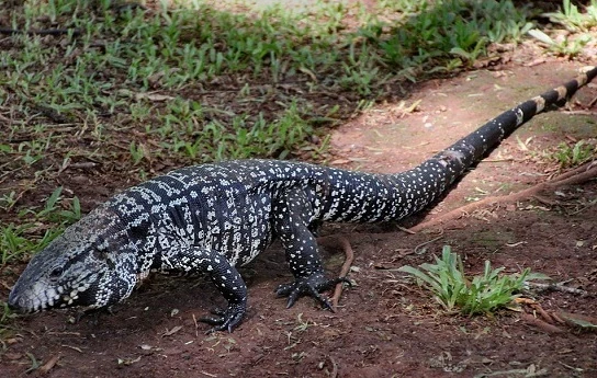 Argentine-Giant-Tegu