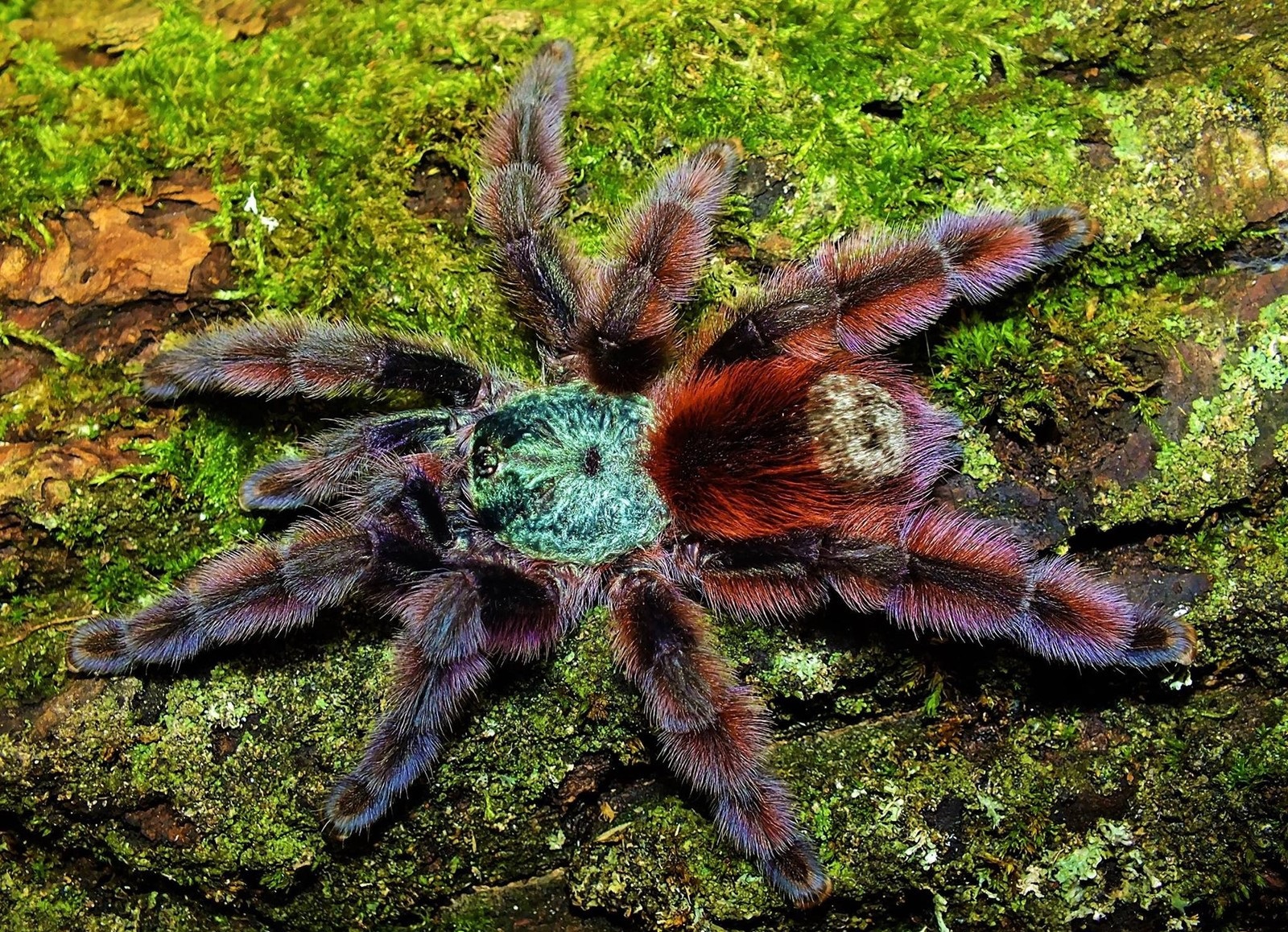 Caribena versicolor housing requirements