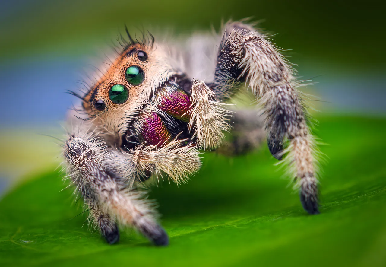 Feeding and diet of Caribbeanna versicolor