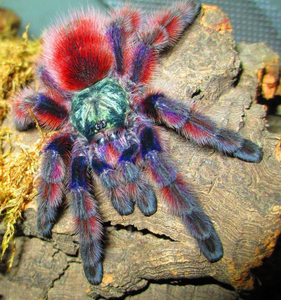 Overview of Caribena versicolor