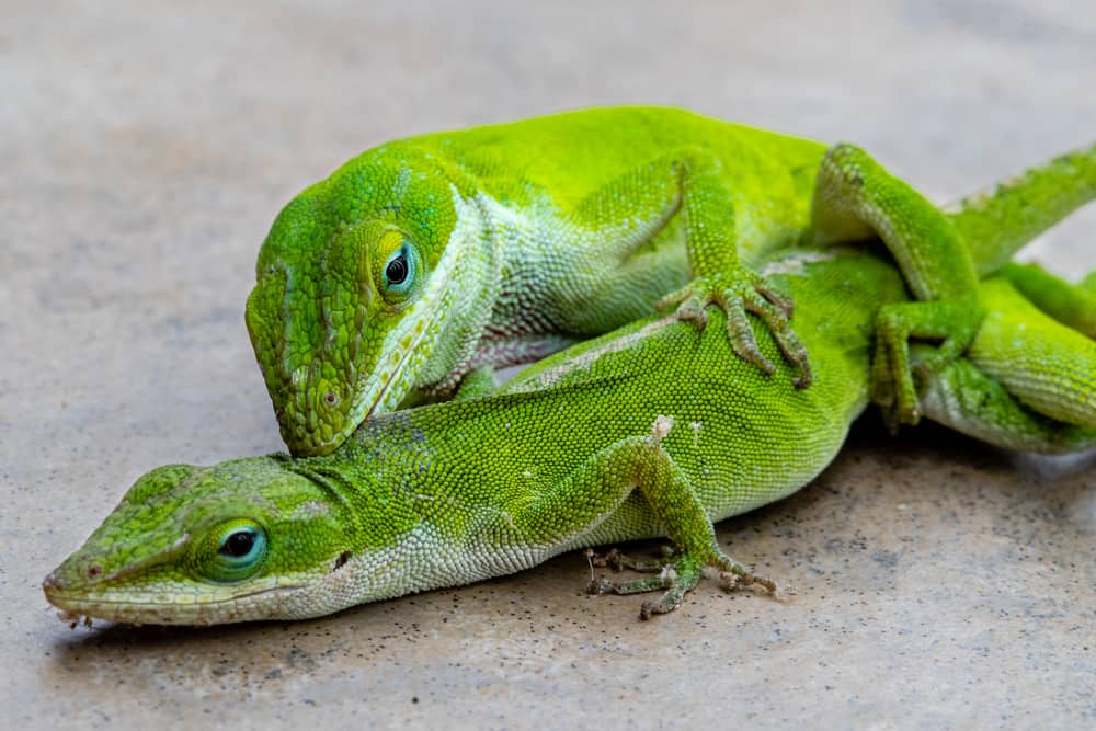 Carolina-Anole-mating