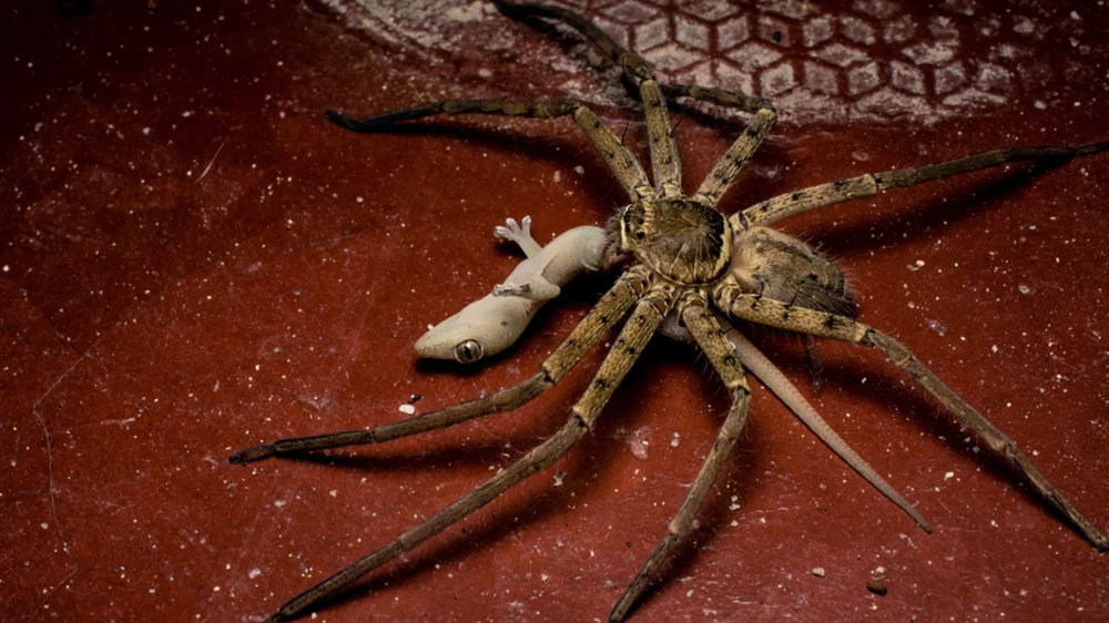 Giant Huntsman Spider (Heteropoda maxima)