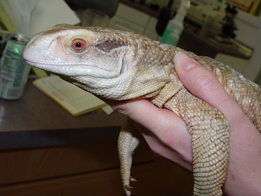 Savannah Monitor