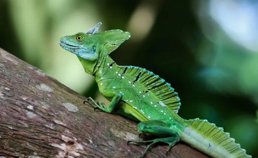 The Habitat of the Basilisk Lizard