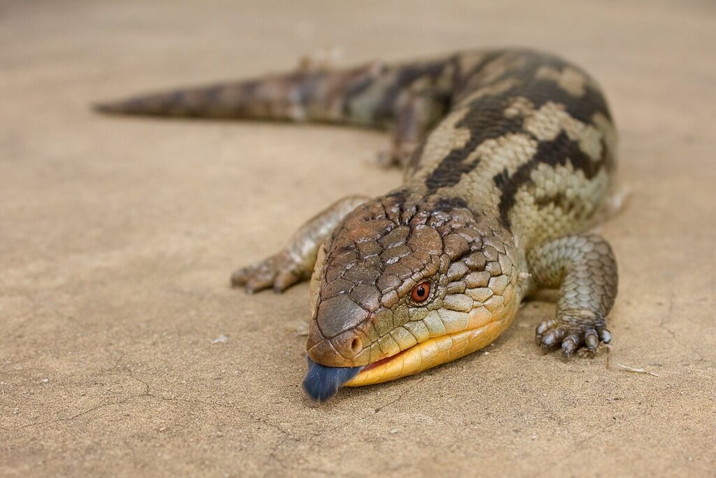 Tiliqua_scincoides_scincoides