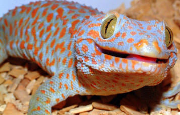 Tokay Lizard Lifespan and Health