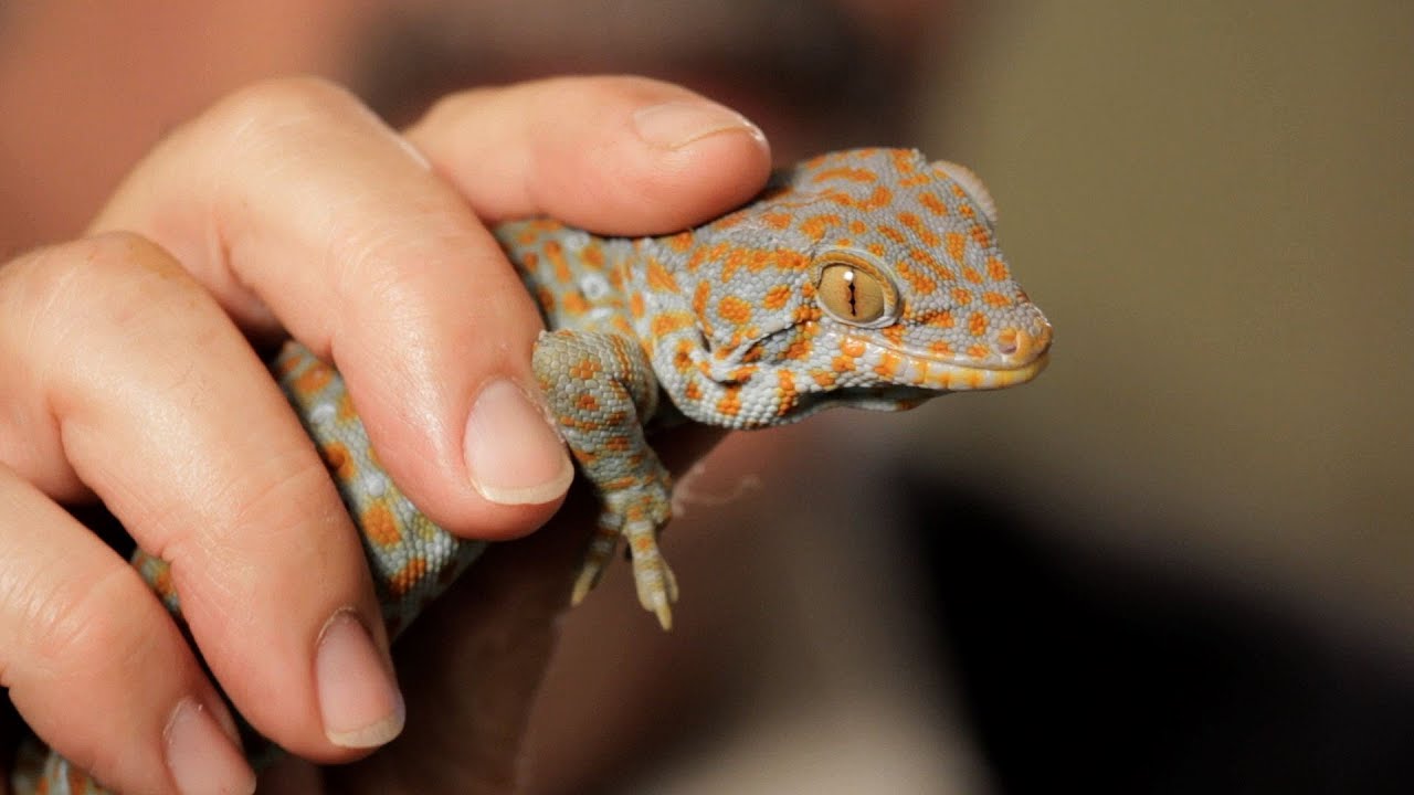 Tokay Lizard as a Pet