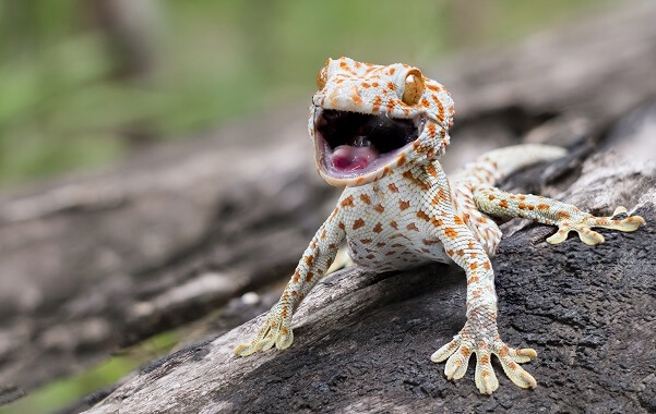 Tokay-gecko-with-mouth-open