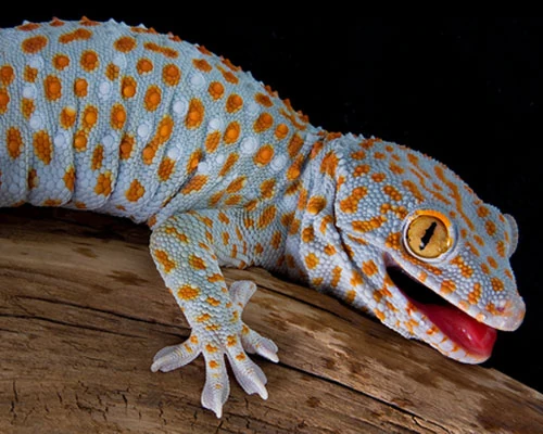 Tokay-gecko_2