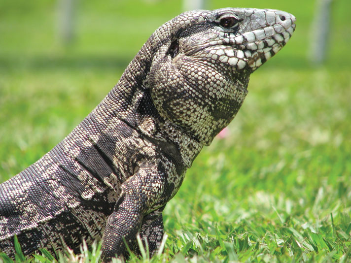 black-and-white-tegu3