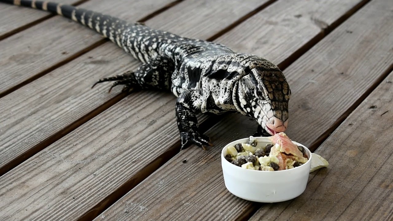 Feeding a VARIETY of FOODS to Animals is Important… the Tegu